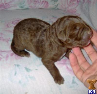 Labradoodle Puppies for Sale